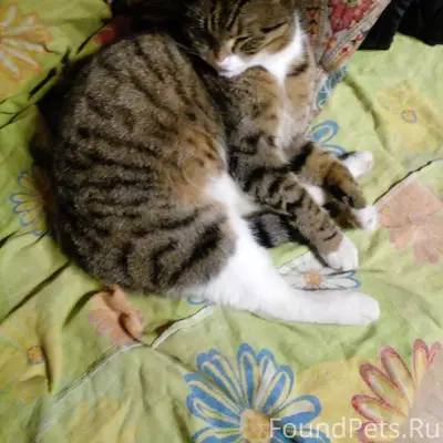 Пропала кошка, Верхние Оселки