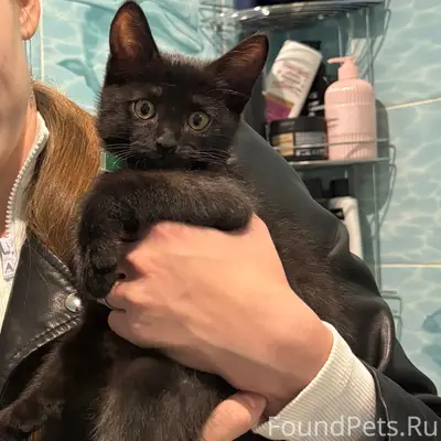 Пропал котёнок Кореш, Автозаводский район