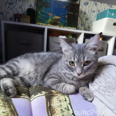 Пропал кот Василий, район дома Сеченова 1
