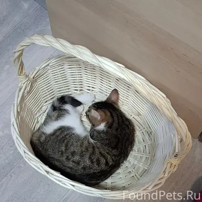 Пропала кошка Нюша, ул. Зари д. 2В
