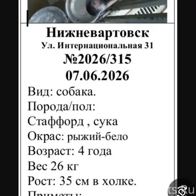 Пропала собака