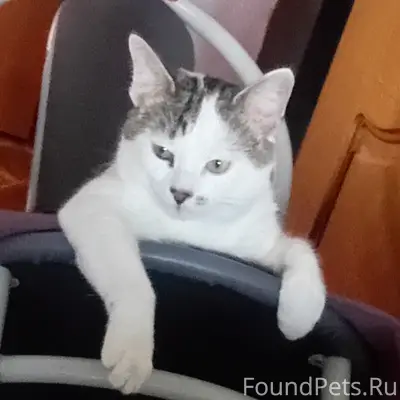 Пропал кот 1 год