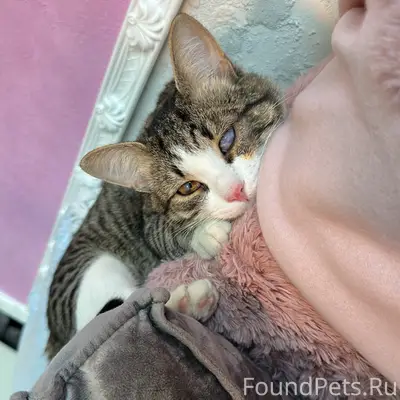 Пропал кот Кузя, 8 мкрн