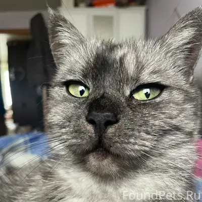 Пропала кошка, Белинка, Загородная, Новая, Бадюлина