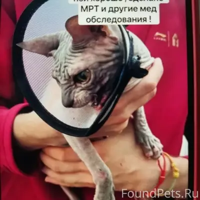 Найдена кошка, Уфа