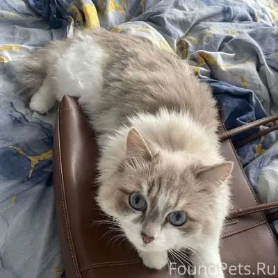 Пропала кошка Мася, 2 мкр дом 46