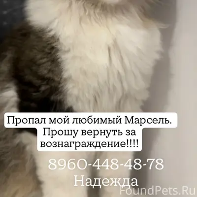 Пропал кот, Ростов-на-Дону