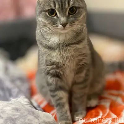 Пропала кошка Лакки, 8 микрорайон