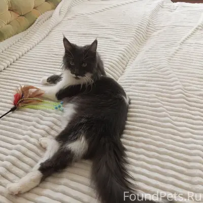 Пропала кошка, вознаграждение