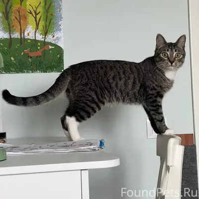 Пропал котёнок Максик, Парголово