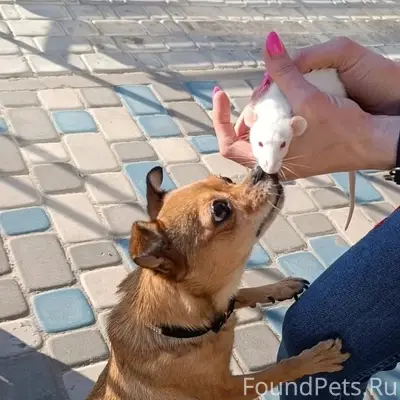 Пропала собака Молли, Майский бульвар