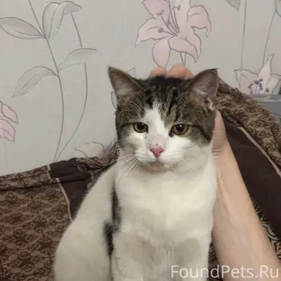 Найден кот, Сормово