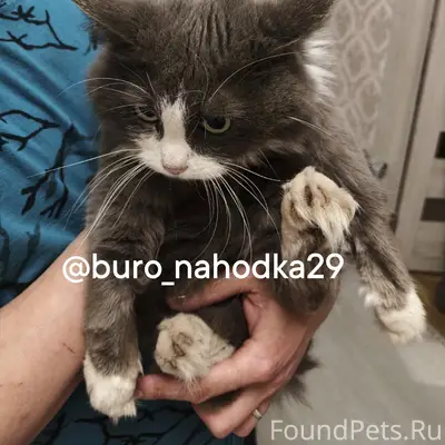 Найдена кошка, район Воскресенская 100
