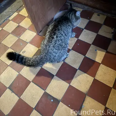 Найдена кошка, на Петракова