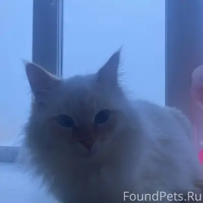 Пропала кошка, Молодежная 3-5