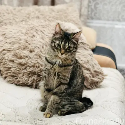 Пропала кошка Хлоя, с. Кубовая