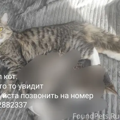 Пропал кот, Уральская