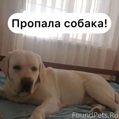 Пропал лабрадор Фрейд, Ставрополь