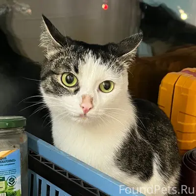 Найдена кошка, Заводской район
