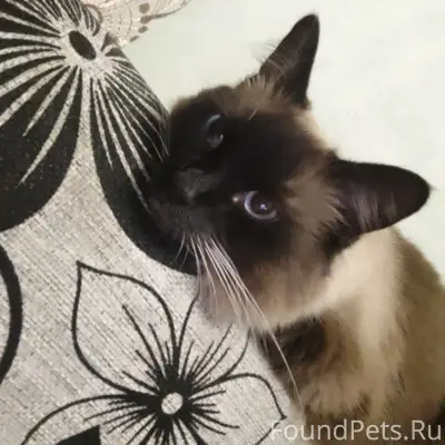 Пропал кот Персик, район корта