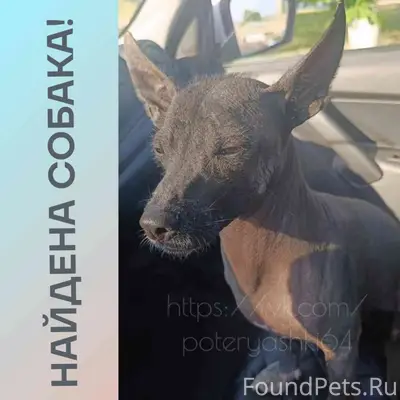 Найден ксоло, найден на трассе, сейчас в Волгограде