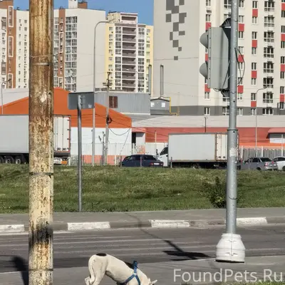 Пропала собака, Липецк, район Ашана