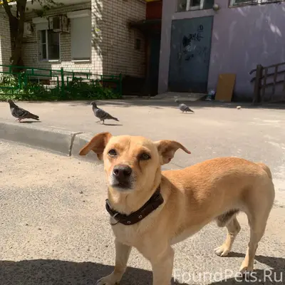 Пропал пёс, двор Удриса 7