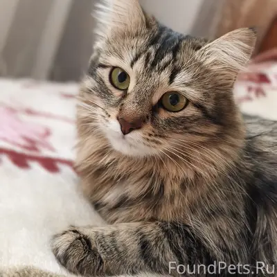 Пропала кошка, район урицкого 6
