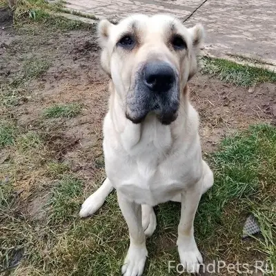 Пропала Алабай Айка, Красный, ул. Репина