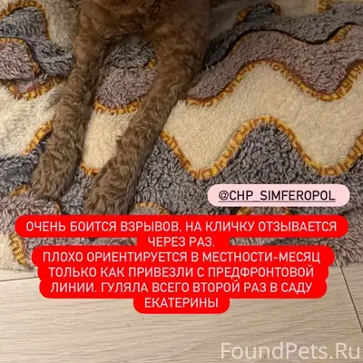 Пропала девочка карликовый пудель Молли, сад Екатерины