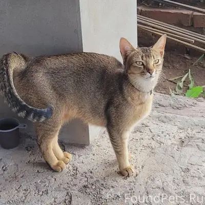 Найдена кошка в Юбилейном, Саратов