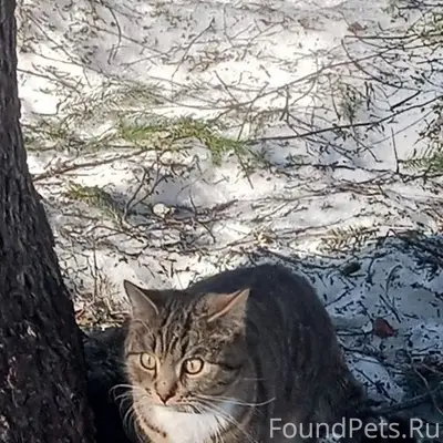 Пропал кот Барсик, у 8 дома