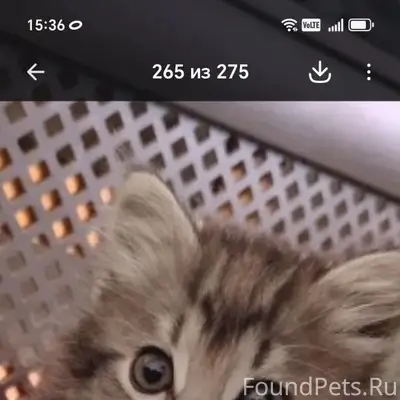 Найдена кошка, улица Горького