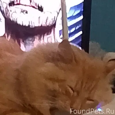Пропал кот Филя, Заречье