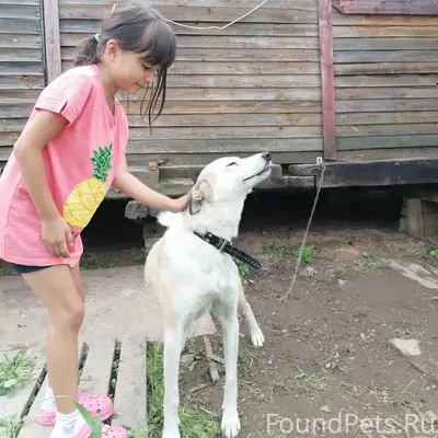 Пропала охотничья собака, Зараменье - Быки