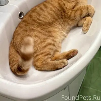 Пропал кот, ул. Советская