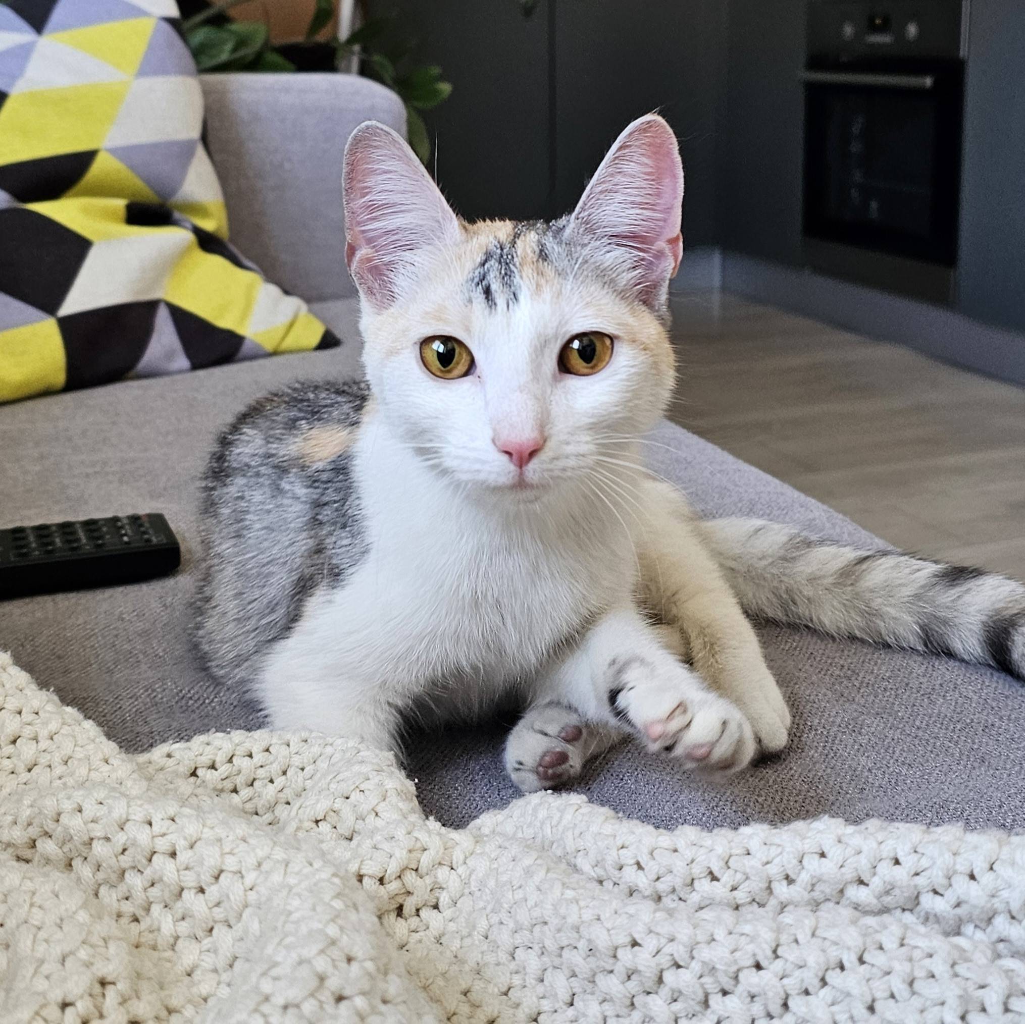 Найдена кошка, Новгородский, 6