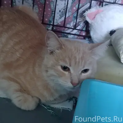 Найдена кошка, на Заре