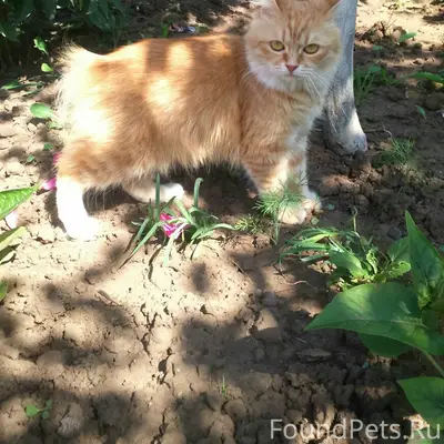 Пропала кошка Понка, район 51/07