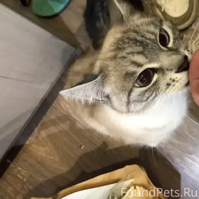 Пропала кошка Соня, район ул. Октябрьской революции