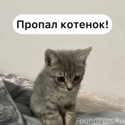 Пропал котёнок, Доваторцев 90