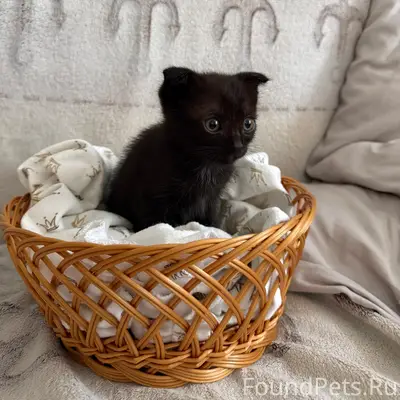 Найдены котята, трасса