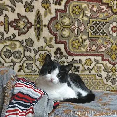 Пропал кот Мурзик, черно-белый, с ошейником