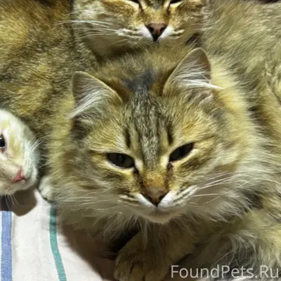 Пропала кошка, район пр. Октября