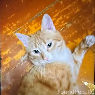 Пропал рыжий кот, ул. Доватора 20