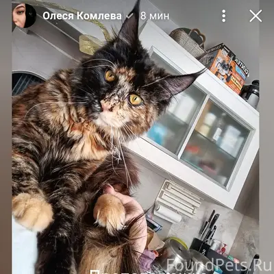Пропала кошка Луна, Шахтёры