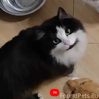Пропала кошка Маргоша, Куйбышевский посёлок