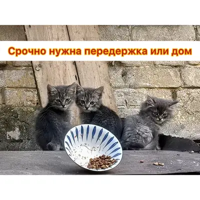 Найдена кошка с котятами, Фокинский район