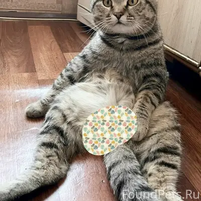 Пропал кот Барсик, Ленинский район