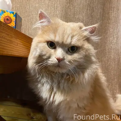 Пропал рыжий кот Бакс